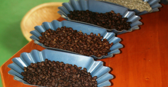 Samples of coffee beans