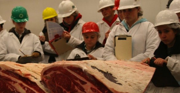 4-H meat judgers judging a class of beef loins