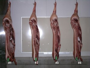 Four hanging pork carcasses: backfat view