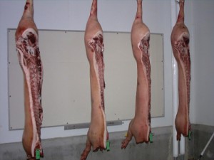 Four hanging pork carcasses: muscling view