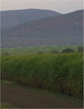 sugarcane fields