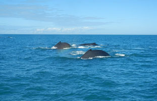 Humpabck whales