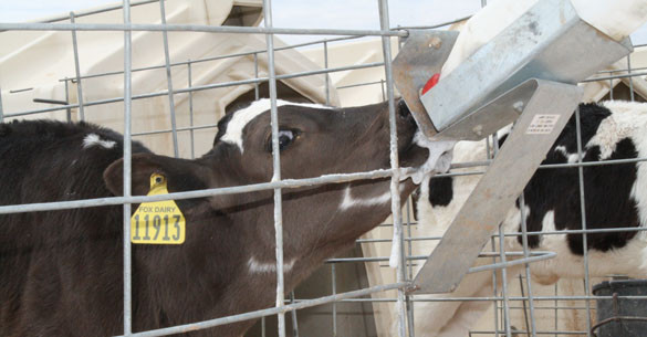 Calf Feeding