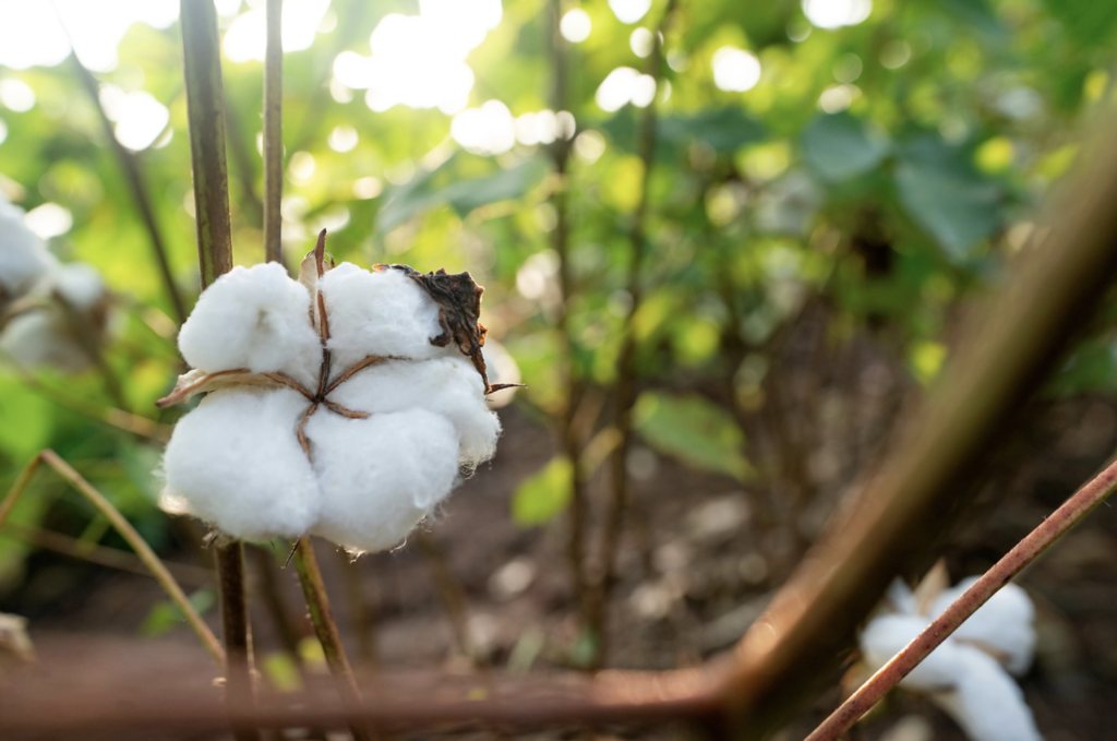 High Plains Ag Week 10/25/2021 – Cotton Market Update - Ag Economics on ...