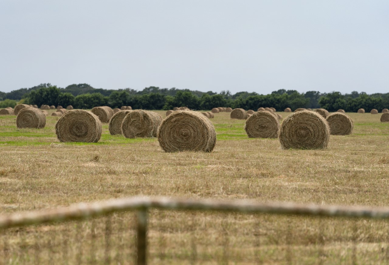 High Plains Ag Week 6 6 2022 Bermudagrass Hay Production And   Picture1 