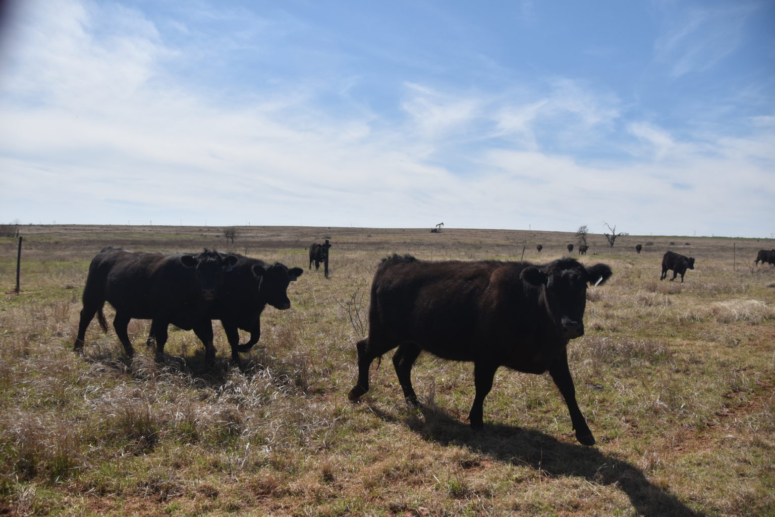 High Plains Ag Week 1/11/2023 Livestock Forage Disaster Program
