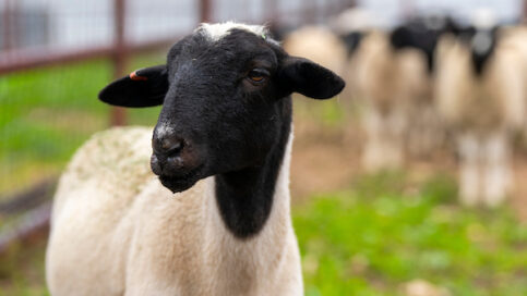 Dorper sheep on Friday, Nov 10, 2023 in Sonora, Texas.