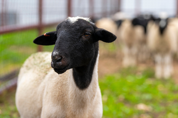 High Plains Ag Week 3/19/2024 - Sheep Market Outlook - Ag