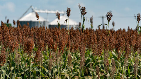 Picture of sorghum growing in a field