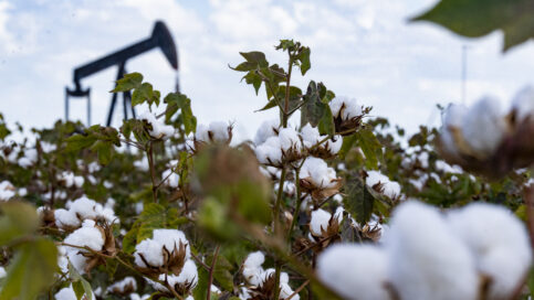 Picture of a cotton field