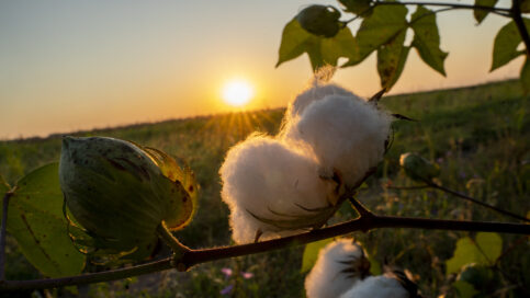 Picture of cotton in a field