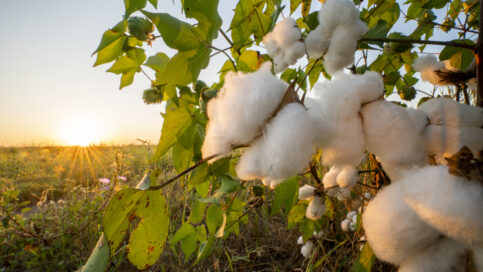 Picture of cotton at sunset