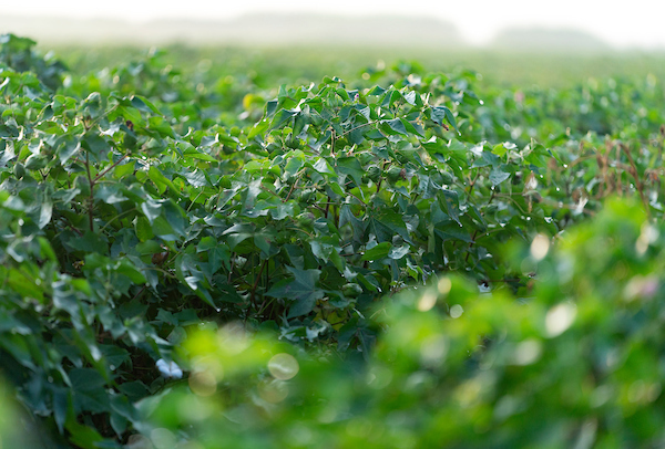 Analyzing the June Acreage Report - Ag Economics on the Plains
