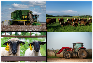 A collage of pictures.  Clockwise from the top left: cotton being harvested, cattle in a pasture, a tractor in front of hay bails, and sheep in a pen
