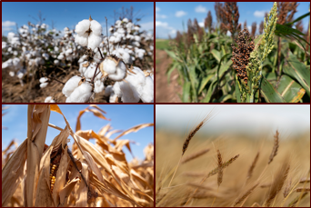 Pictures of cotton, wheat, sorghum, and corn