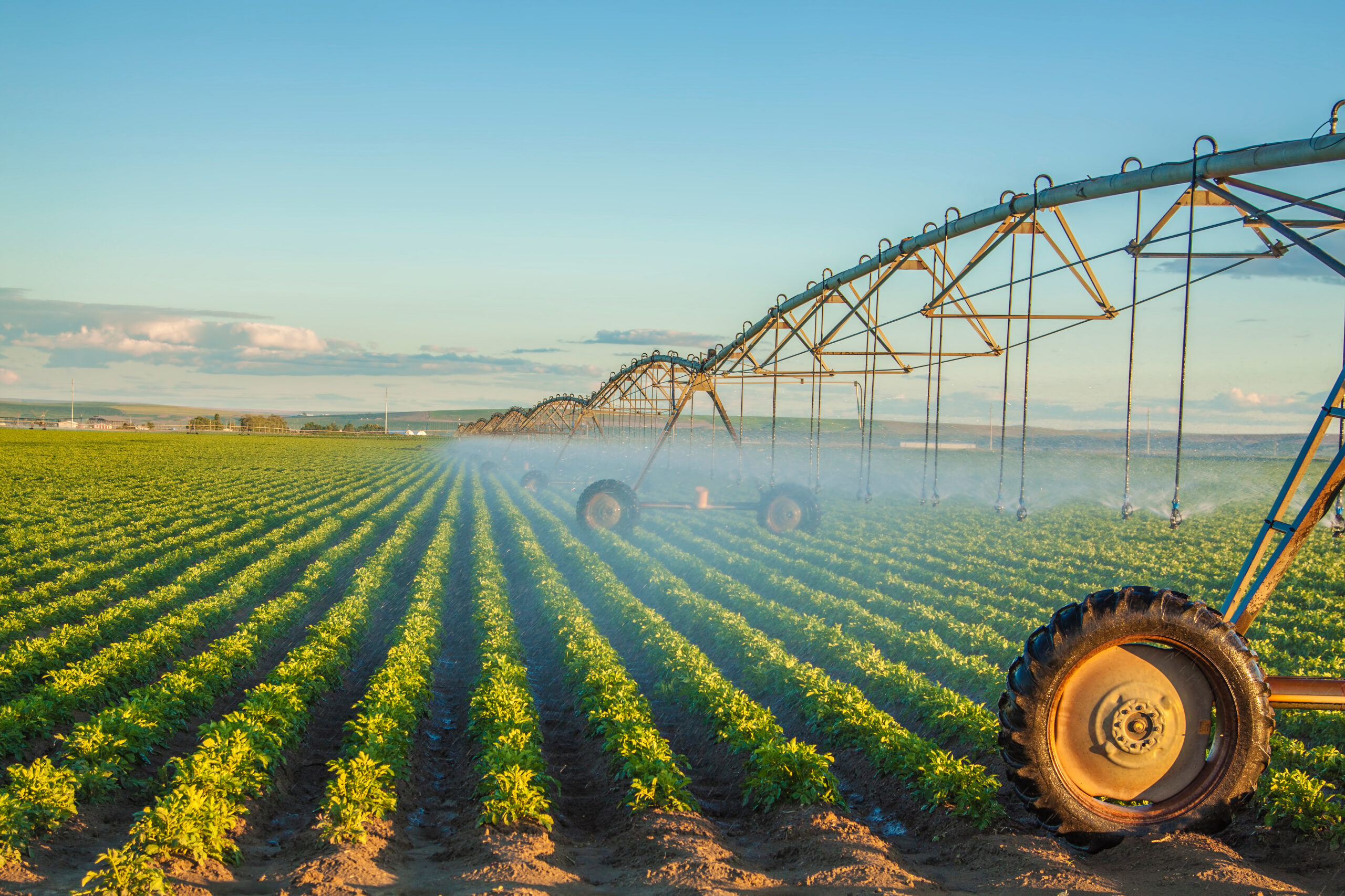 Field irrigated by a pivot sprinkler system
