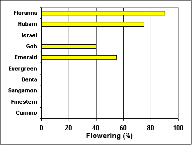 flowering