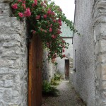 An alleyway with pink flowers growing out of the concrete wall, with a wooden door.