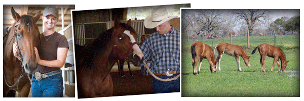 CSU Equine Sciences - Fort Collins, CO.