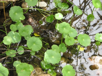 Water Pennywort « AQUAPLANT