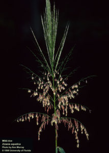 annual wild rice side view