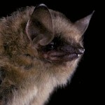 Eastern pipistrelle