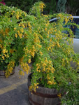 Lilac-Flowered 'Golden Dewdrop' Duranta