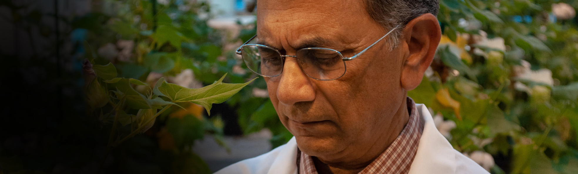 Dr. Keerti Rathore, 2011 Cotton Genetics Research Award