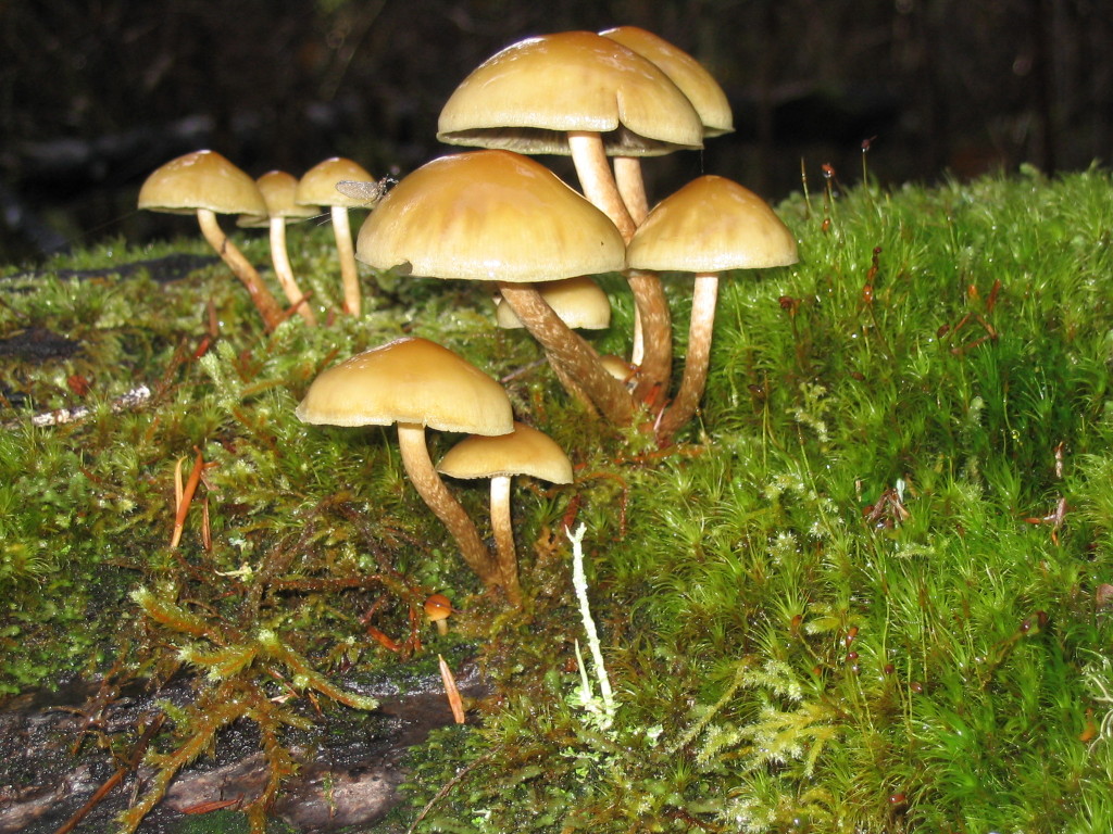 Fungi, Olympic National Park
