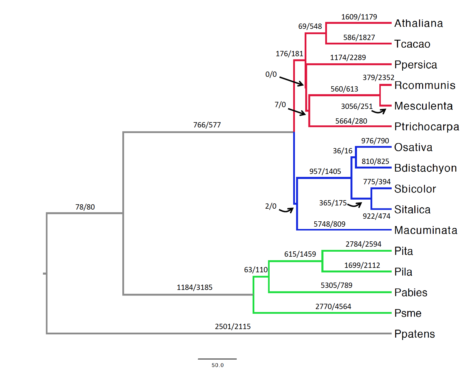 Casola Lab – Gene Evolution, Convergent Evolution, Comparative Genomics