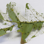 caterpillars and damage on oak