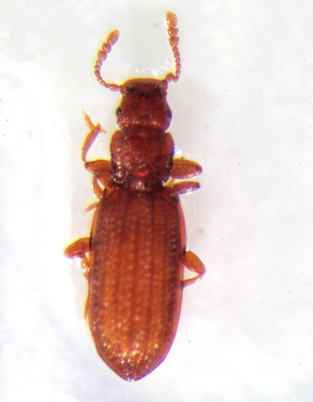 Minute brown scavenger beetle adult, Dienerella sp.