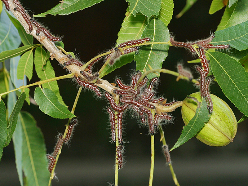 walnut caterpillar on pecan branch