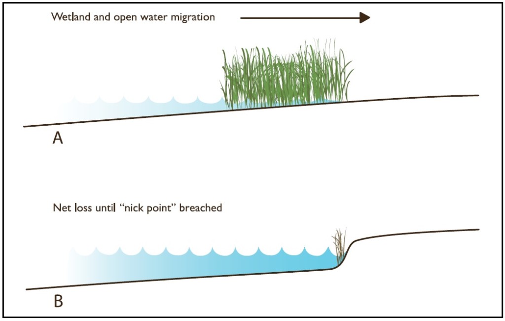 Figure 1. A) smooth slope with migrating band of wetlands and open water surfaces. B) notched slope with nick point impeding landward migration of wetlands until the point is breached by rising waters.