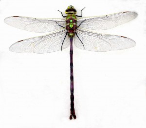 Genus Anax | Digital Dragonflies