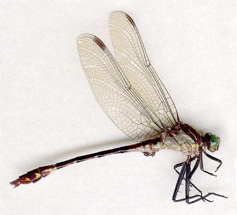 Dromogomphus spinosus_mst | Digital Dragonflies