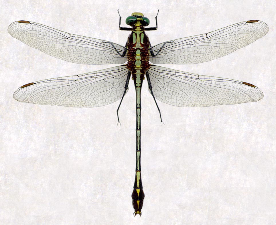 Dromogomphus spinosus_mtv | Digital Dragonflies