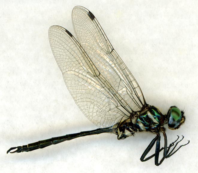 Somatochlora margarita_msv | Digital Dragonflies