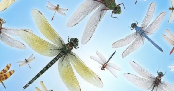 Dragonflies