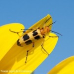 Charlie Brown blister beetle