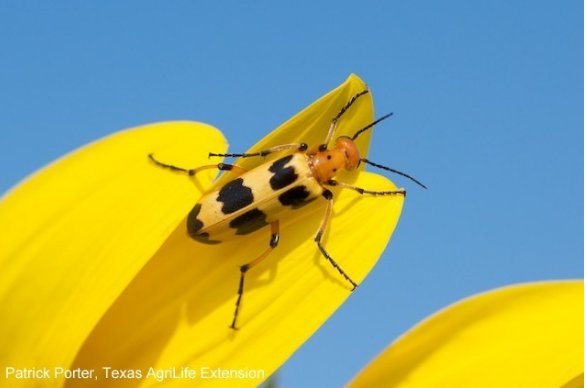 Charlie Brown blister beetle