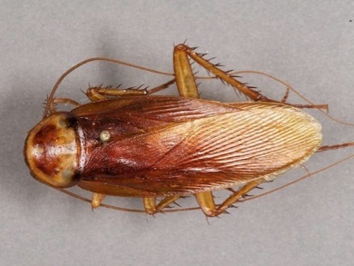 Order Blattodea, American cockroach