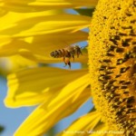 Honey bee collecting pollen