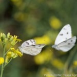 Southern cabbageworm_Pontia protodice