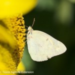 Sulphur butterfly