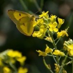 Sulphur butterfly