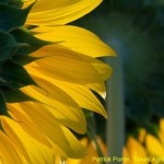 Sunflowers in bloom