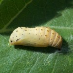 bordered patch butterfly pupa