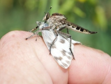 robber fly