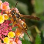 paper nest wasp Polistes exclamans